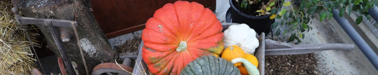 2023_Concours-citrouilles_Jardins-à-vivre_EPSMLM
